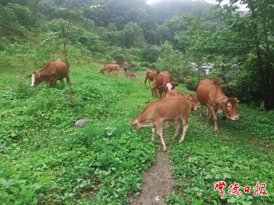 張登桃養牛基地1.jpg