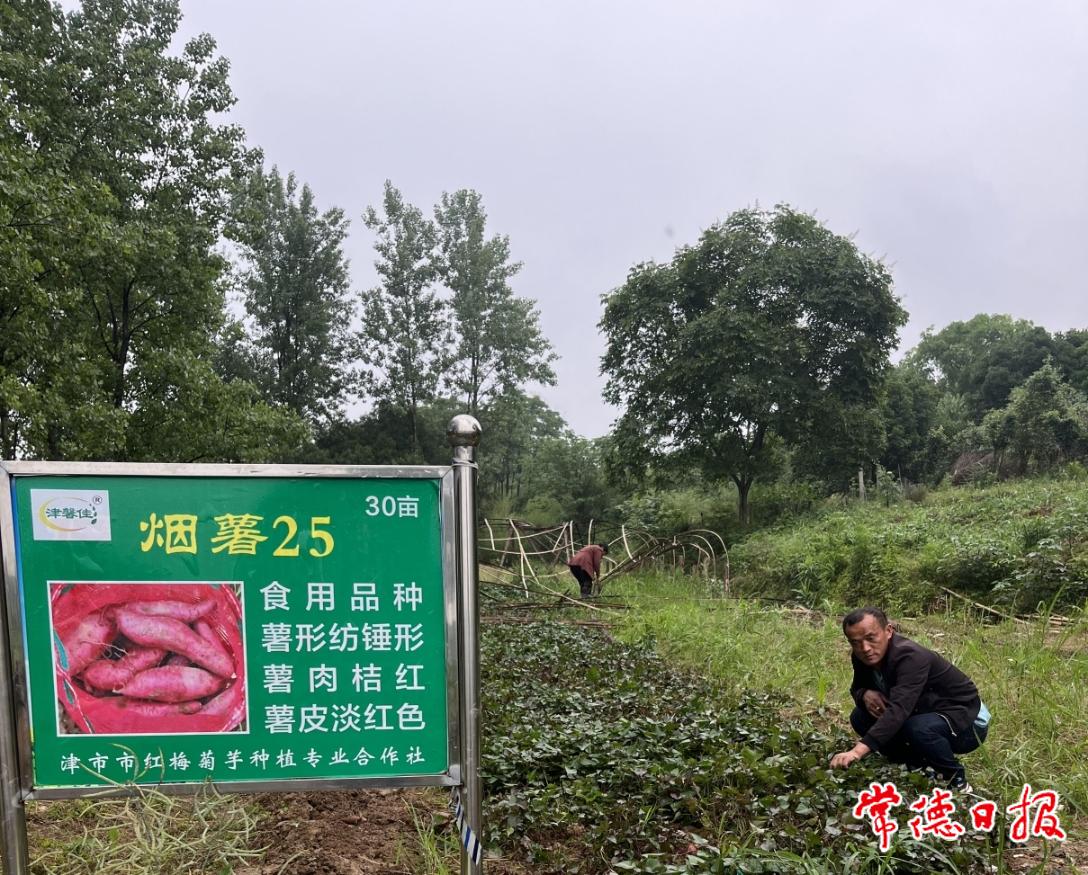 在煙薯示范基地從事農業生產_副本.jpg
