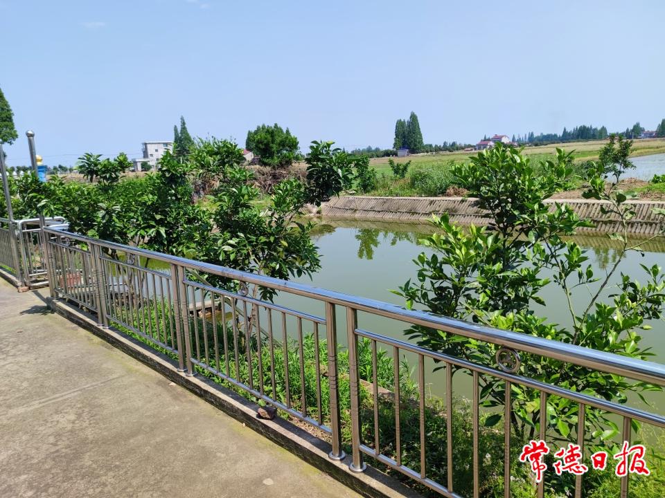 大溶湖村農戶院前枳殼照片.jpg